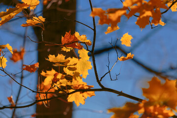 Autumn background. Yellow maple leaves against blue sky.