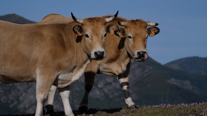 Dos vacas marrones de montaña posan con atención mientras una se relame.