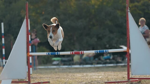 female running owner training jumping over barrier dog during agility train leisure sport activity