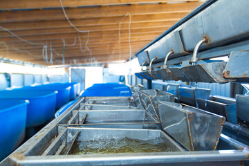 Fish egg hatchery. Baby eggs breeder for fish farms with tanks set for incubation of sturgeon roe caviar simulating waves