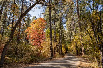 Beautiful fall color around Cave Springs Campground
