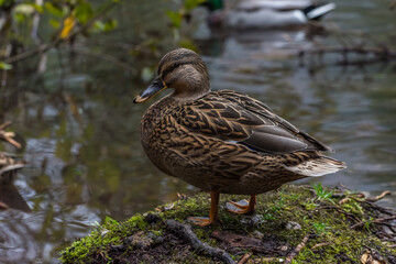 duck stands at the water on a hill with moss