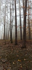 Obraz premium autumn forest in the fog
