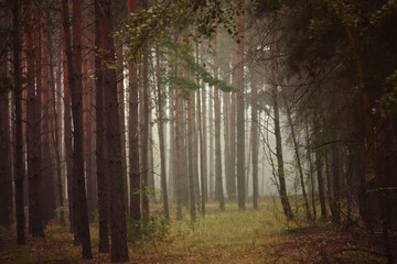Obraz premium Pine forest in the fog. Soft selective focus.