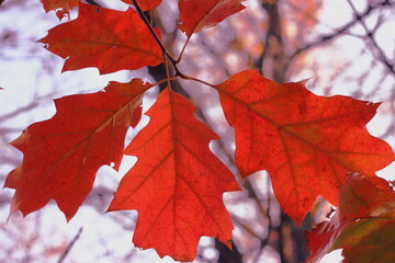 Autumn red oak leaf on blurred sky background