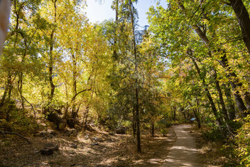 Fototapeta na wymiar Beautiful fall color around West Fork hiking area
