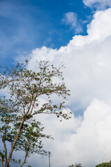 Fototapeta premium the atmosphere of the beauty of the island of Bali,