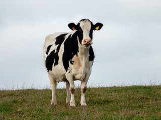 Holstein cow in a field