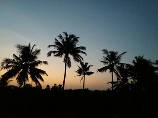 palm trees at sunset silhouette