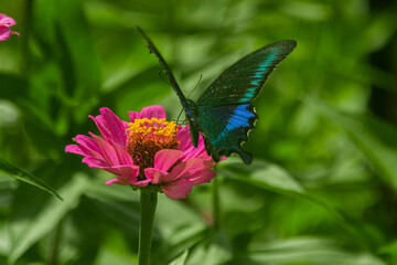 The Paris peacock butterfly on a flower