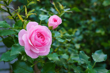 Fototapeta premium Two delicate roses on a background of green foliage.