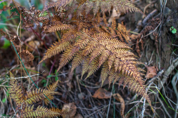 Golden autumn color fern leaves
