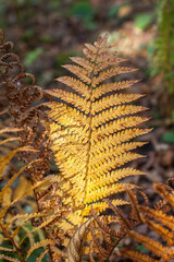 Golden autumn color fern leaves