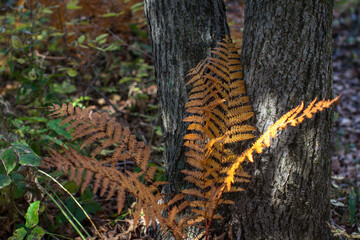 Golden autumn color fern leaves