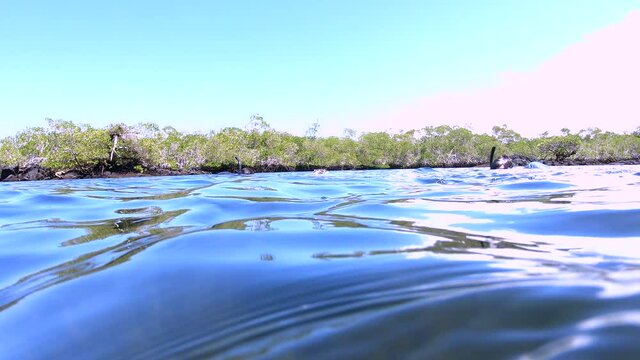 Giant Green Sea Turtle Swims Next To Tourist Snorkelers, Los Tunnels, Galapagos