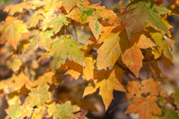 Naklejka na ściany i meble Autumn yellow leaves