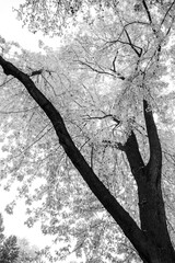 Monochrome image that shows in gray tones also the beauty of the autumn season with a tree with almost white leaves.