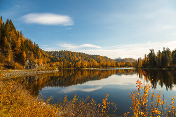 Fototapeta na wymiar View of the autumn Altai and the Biya river with the autumn taiga on the banks. Russia
