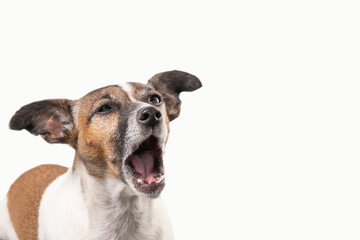 Funny Jack Russell Terrier seems to be screaming with the mouth wide open. Dog head against a white background