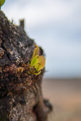 the atmosphere of the beauty of the island of Bali,