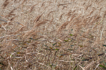 Dry grass autumn brown background