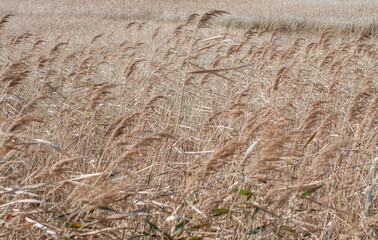 Dry grass autumn brown background