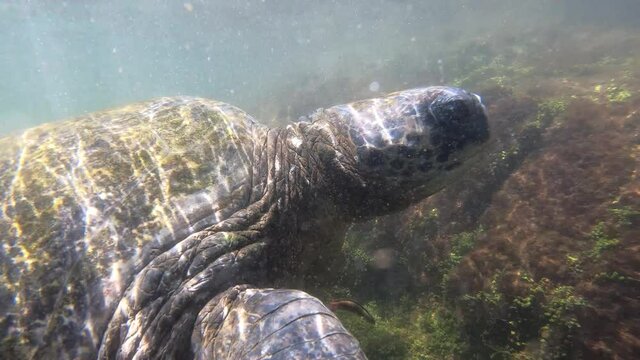 Green Sea Turtle Swims At The Ocean Surface Los Tunnels, Galapagos 2of4