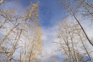 Afternoon view of the beautiful landscape of Inner Basin area