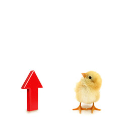 Chick is looking up because of red arrow sign showing that way conceptual photo about motivation in life 