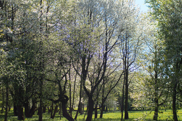 spring park with white flowers