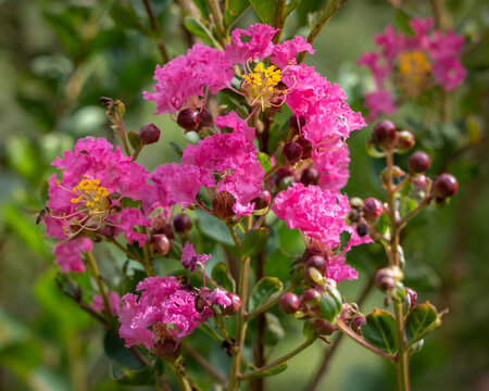 Closeup view of pink lagerstroemia indica or crape myrtle flowers in garden on natural background