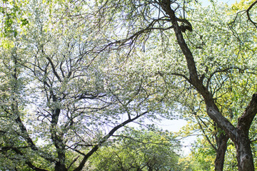 Fototapeta premium spring park with white flowers