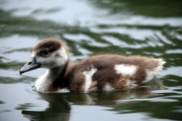 Egyptian goose (Alopochen aegyptiaca) Ouette d'Egypte