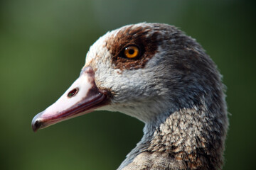 Egyptian goose (Alopochen aegyptiaca) Ouette d'Egypte