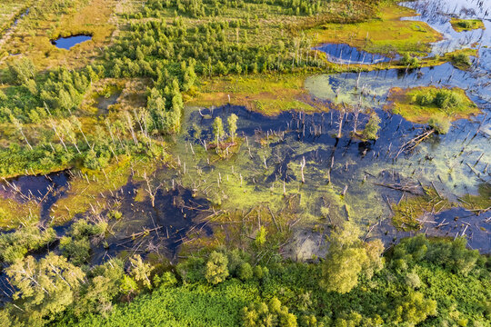 Aerial view of drowned trees, Amtsvenn, Ahaus, Nordrhein-Westfalen, Germany