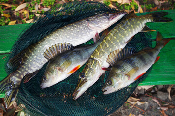 Two pikes and two perches lying on the grass with autumn leaves.