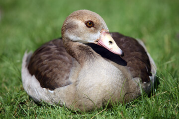 Egyptian goose (Alopochen aegyptiaca) Ouette d'Egypte