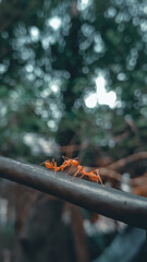 squirrel in the forest