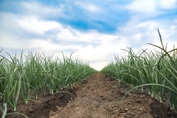 Rows of green onion in agricultural field