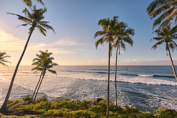 Tropical beach with coconut palm trees at sunset.