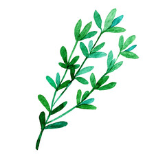 Watercolor thyme isolated on white