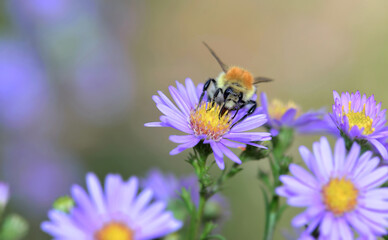 bee of pollen gathering the yellow pistil of a pink aster flowers