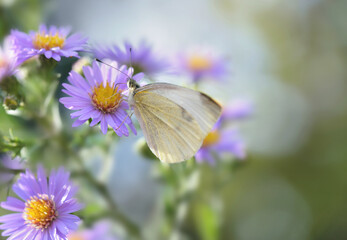 close on pieride butterfly feeding pink aster flowers