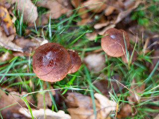 Boletus in the forest in autumn, edible mushrooms