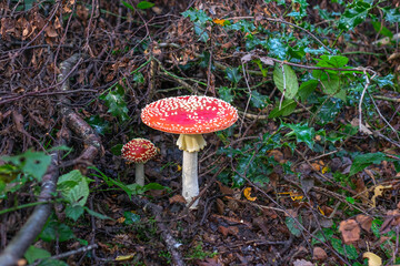 fly agaric mushroom (red with white dotsin) the forest