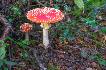 fly agaric mushroom (red with white dotsin) the forest