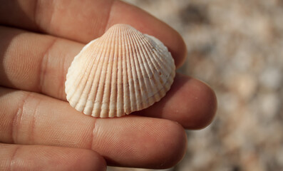 Seashell on a female palm. Close-up