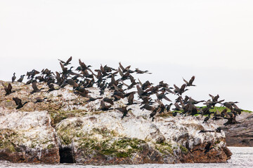 European shag taking of from a rock