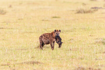Hyena carrying a prey
