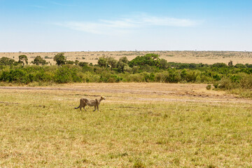 Wild savannah landscape with a Cheetah in Africa